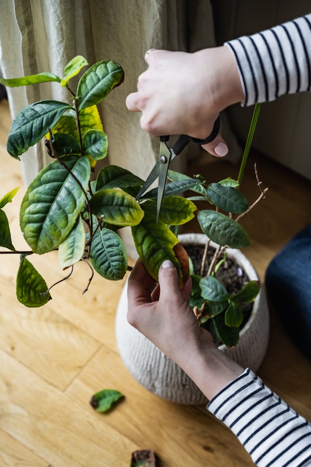 Indoor plants in living room