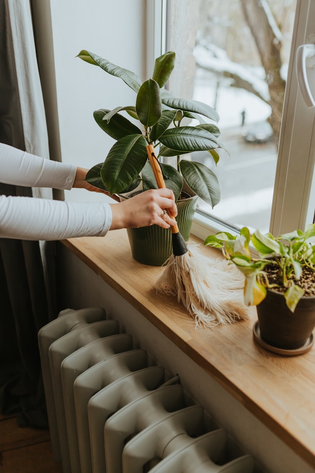 indoor plants low maintenance