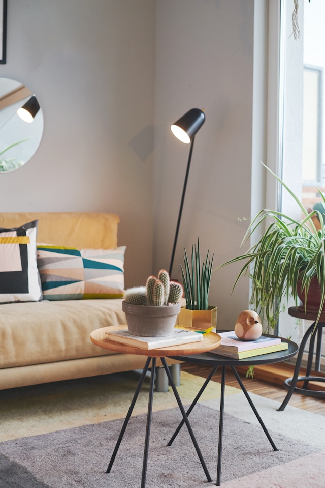 low-maintenance house plants