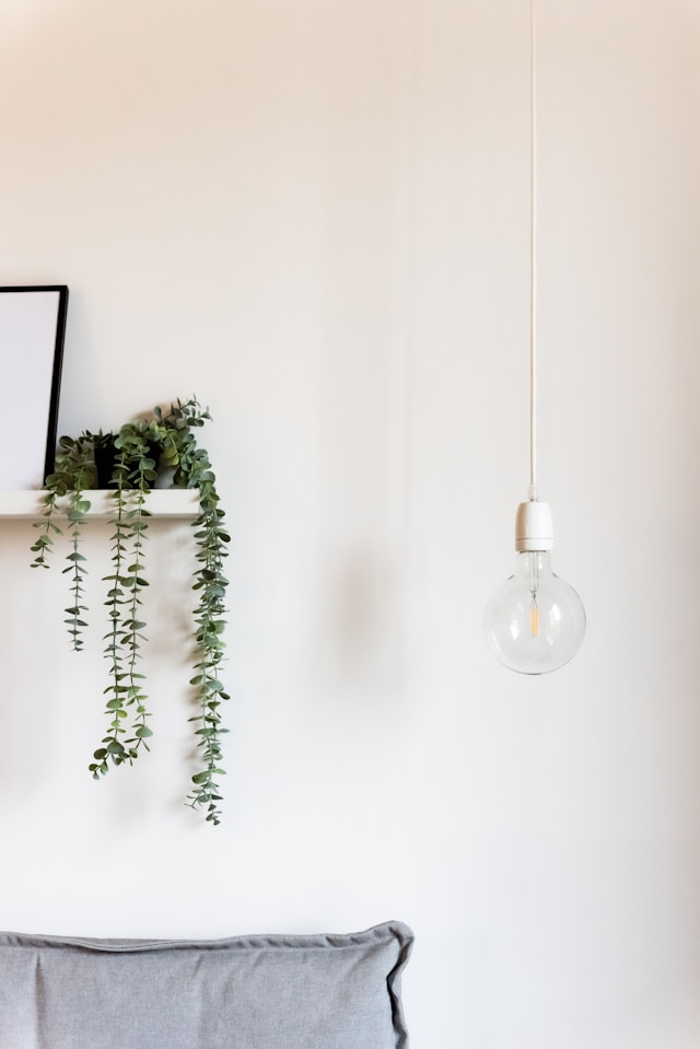 the living room plants